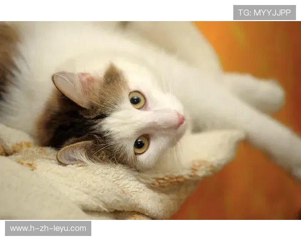 世界冠军与萌萌猫咪的甜蜜合照：温暖瞬间瞬间点亮你的心